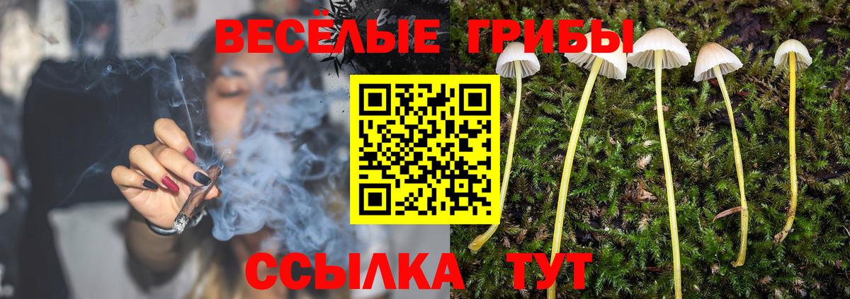 Галлюциногенные грибы Psilocybine cubensis Балабаново